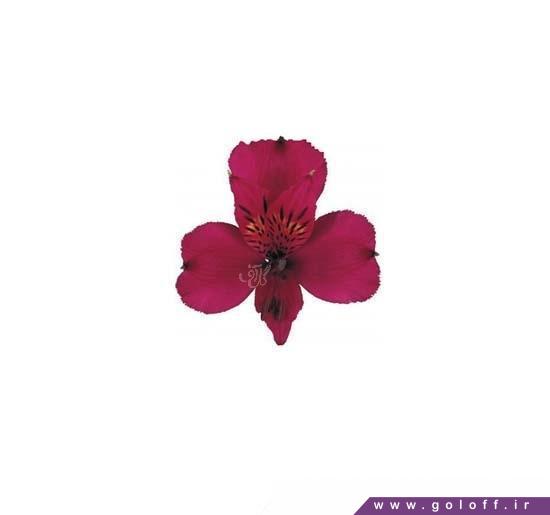 سفارش اینترنتی گل - گل آلسترومریا ناپلی - Alstroemeri | گل آف